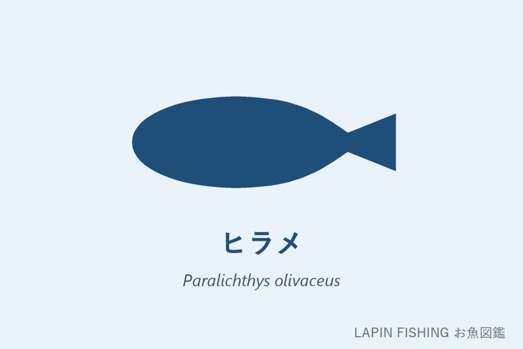 ヒラメ（鮃）のシルエット