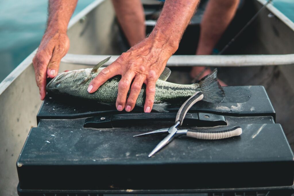 プライヤーで魚の針を外す様子