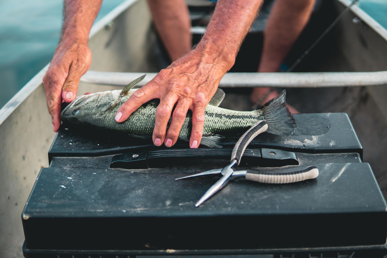 プライヤーで魚の針を外す様子