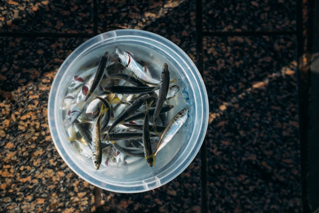 コマセ（擒き餓い）を使う準備の様子