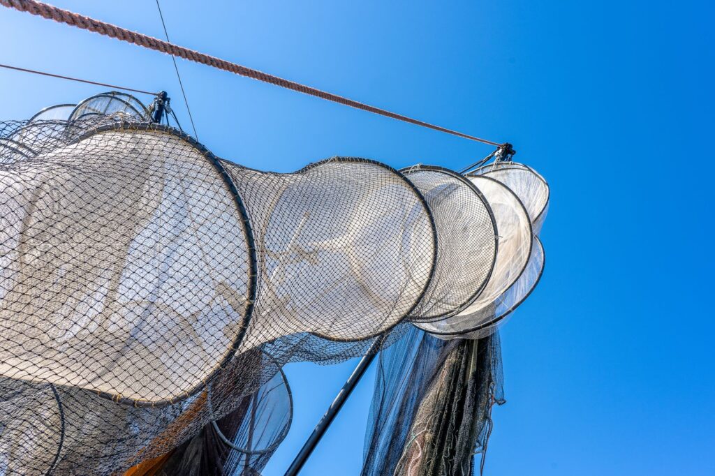 タモを使って魚を取り込む様子