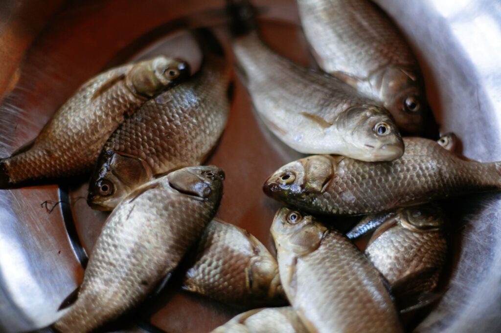 サビキ釣りで複数釣れた魚