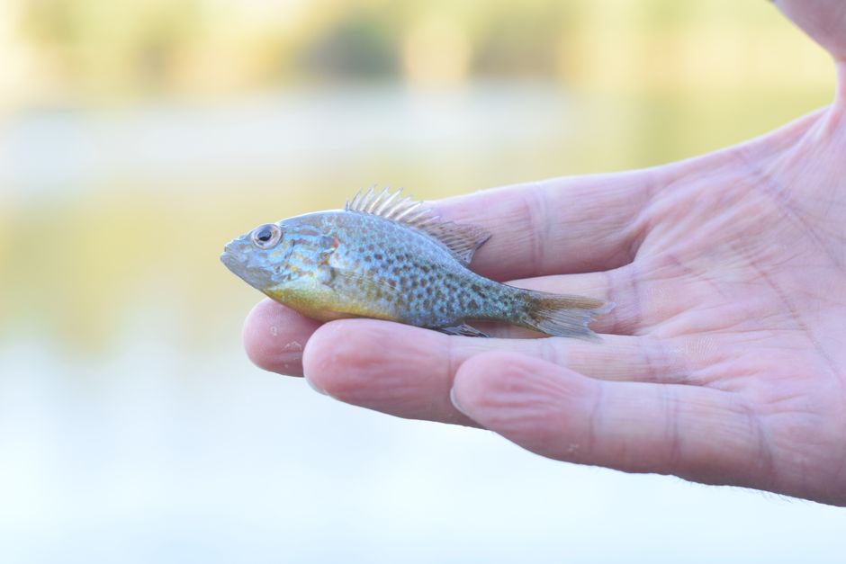 手の上で優しく持たれている小さな魚