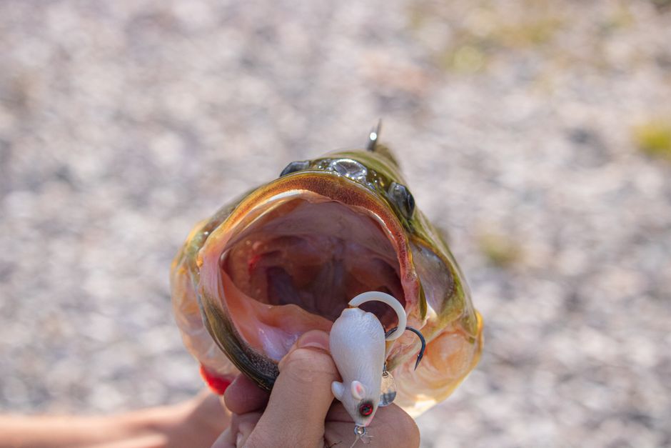 魚の口に掛かった針を外そうとする様子