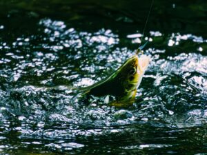 針に掛かり、水しぶきを上げて水面で暴れる魚