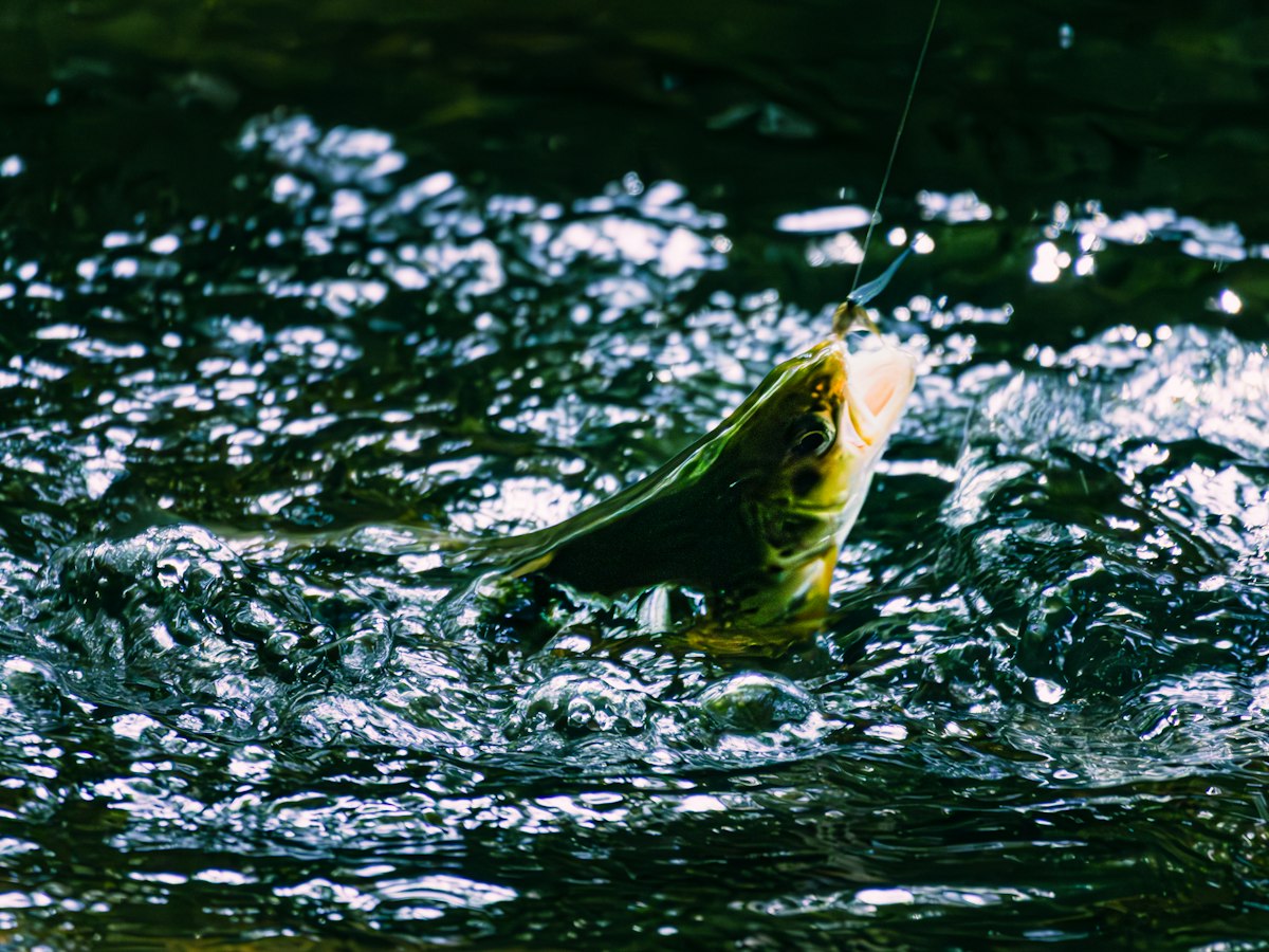 針に掛かり、水しぶきを上げて水面で暴れる魚