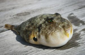 木の桟橋の上でふくらんだフグ