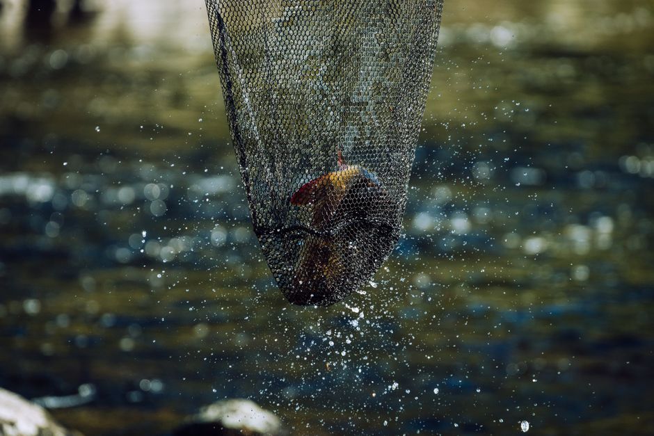 水しぶきを上げながらタモ網ですくい上げられた魚