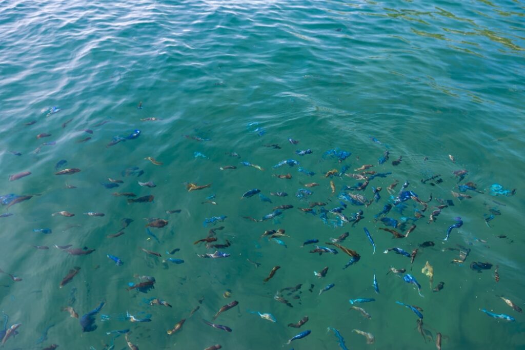 透き通った海の中を泳ぐ小魚の群れ